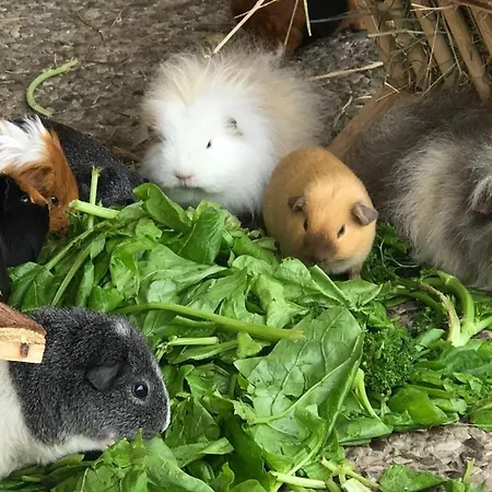 Prázdninový dům Reetdachhaus 3, Inkl 2 Parkplaetze *