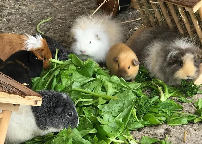 Casa vacanze Reetdachhaus 3, Inkl 2 Parkplaetze *